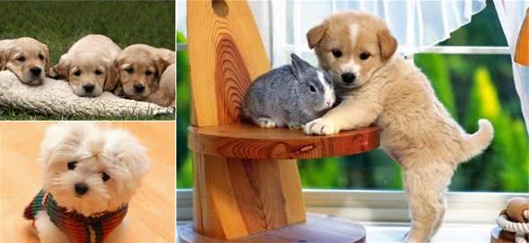 5个要点，调教狗狗温顺的性格