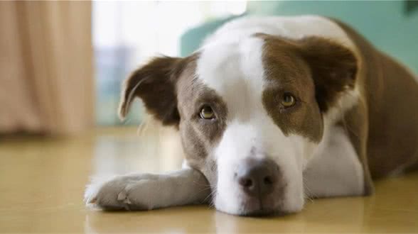狗狗有分离焦虑症怎么办?不要怕，学会这6点就没问题