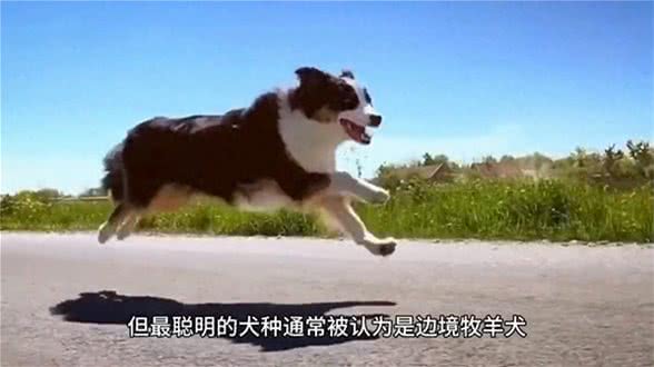 10个关于小狗的冷知识,你知道多少?