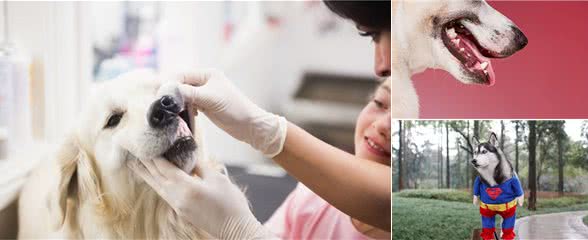 狗狗呼吸有气味?注意:可能意味着疾病