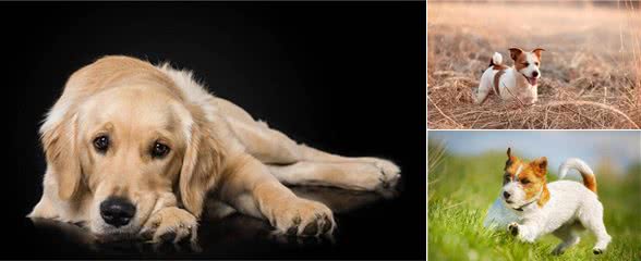 怎么训练宠物大小便，知道清洁自己