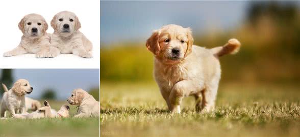 1个多月的金毛该怎么喂养?每个年龄段该喂多少食物?