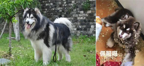 为什么阿拉斯加犬养的人少了?网友：白送也不想要