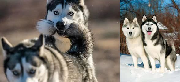 其实哈士奇和二哈，真的是不同的品种