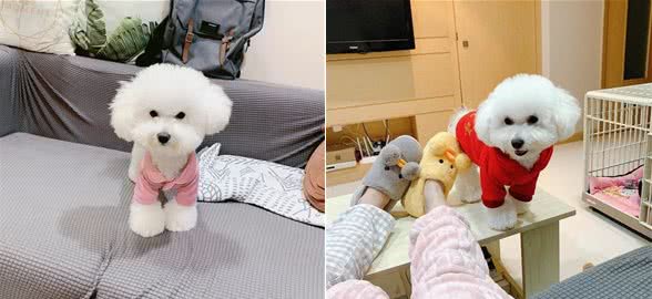 为什么有些狗狗需要断尾?大概有5个原因