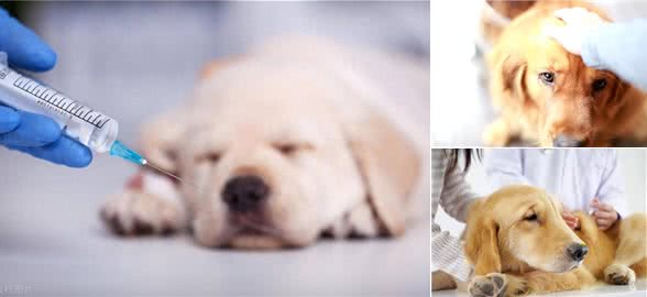 宠物狗腹泻应对全攻略:从观察症状到专业治疗