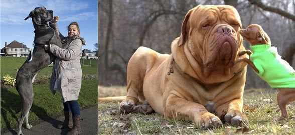 盘点10种精品犬类，中华田园犬能完败一切