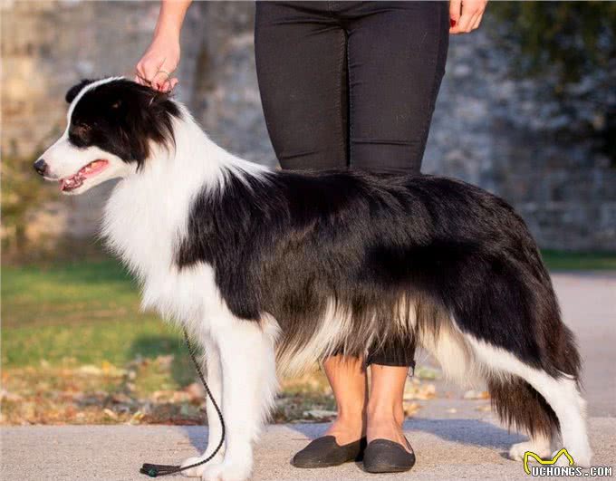 边牧作为最聪明的狗，为什么养的人却不多呢?