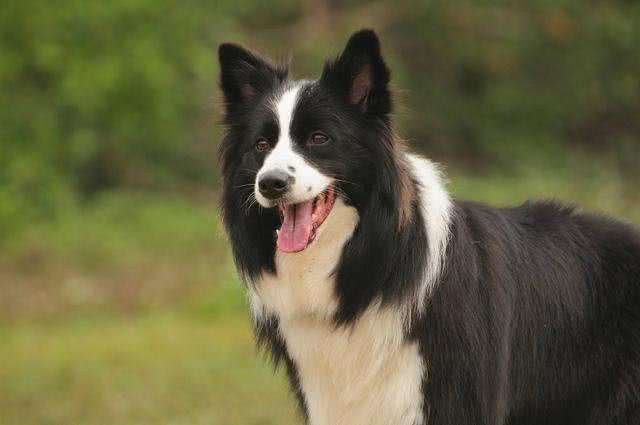 边牧作为最聪明的狗，为什么养的人却不多呢?