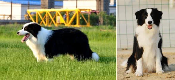 边牧作为最聪明的狗,为什么养的人却不多呢?