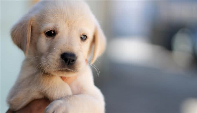 狗狗多吃什么食物对身体好?