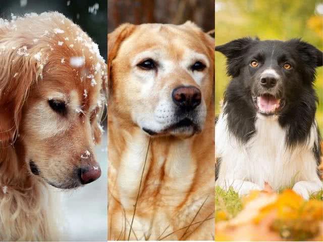 中大型犬选择困难，金毛、边牧、拉布拉多哪个更好，3种狗狗横评