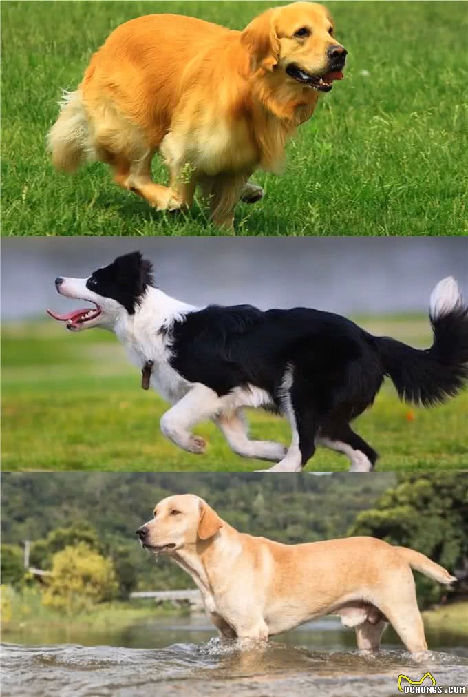 中大型犬选择困难，金毛、边牧、拉布拉多哪个更好，3种狗狗横评