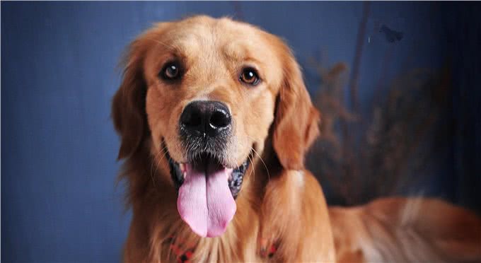 中大型犬选择困难，金毛、边牧、拉布拉多哪个更好，3种狗狗横评