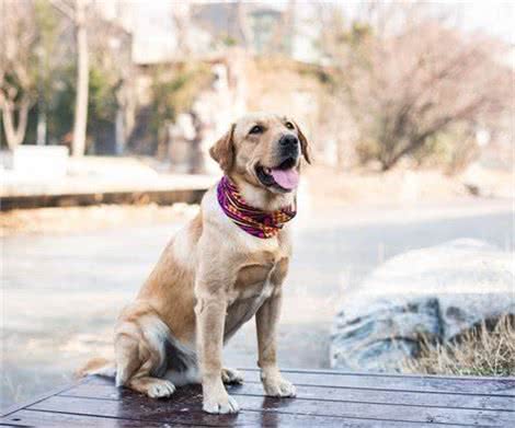 中大型犬选择困难，金毛、边牧、拉布拉多哪个更好，3种狗狗横评