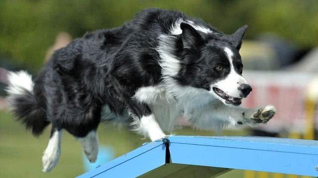 中大型犬选择困难，金毛、边牧、拉布拉多哪个更好，3种狗狗横评