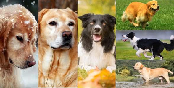 中大型犬选择困难，金毛、边牧、拉布拉多哪个更好，3种狗狗横评