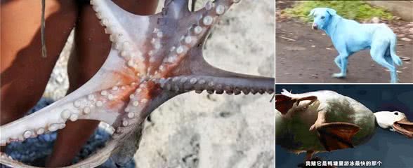 如果是你，你愿意花高价购买这样奇异的稀有宠物吗?