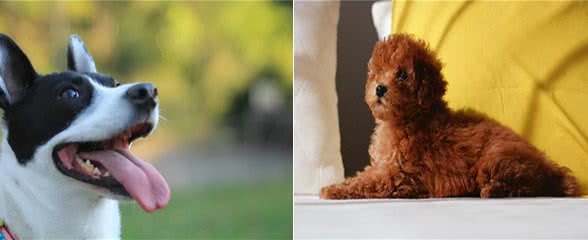 便秘困扰:狗狗便秘严重，是什么导致的?怎样护理会快一点?