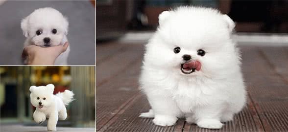 比熊多大可以吃干狗粮?成年和幼犬都有讲究，你知道怎么喂好吗?