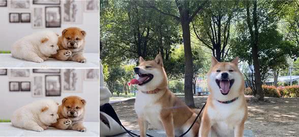 优秀幼犬是如何被培育出来的?