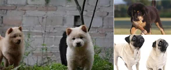 中国本土犬种有哪些?十大中国本土狗的品种!你最爱哪个?