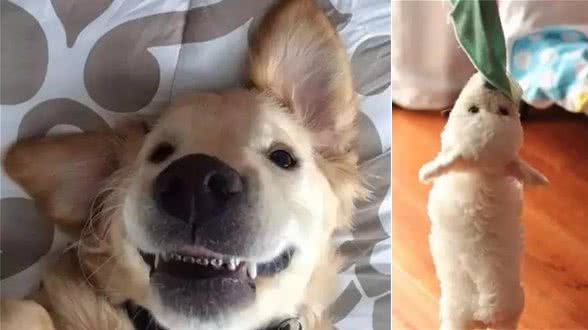 你家宠物很爱捣蛋到底是为了什么?