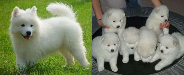 世界上唯一一种会笑的狗，与主人如影随形