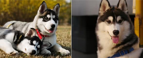 如果你家哈士奇经常呜呜叫,要注意了