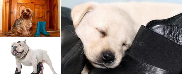 狗为什么总喜欢咬我的鞋?因为它把你当宠物了