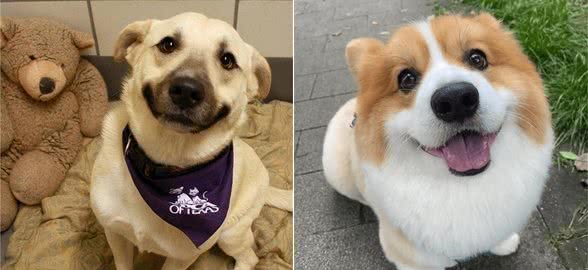 智商高的狗狗,才会有这几种表现,是骗不了人的!