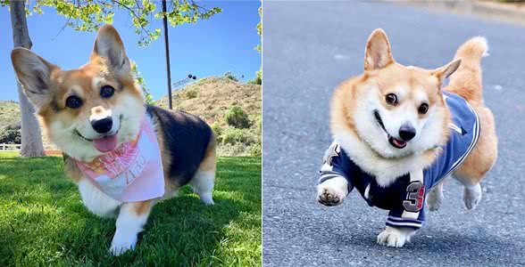 柯基弃养率为何越来越高?原来是这些原因，太遭人嫌