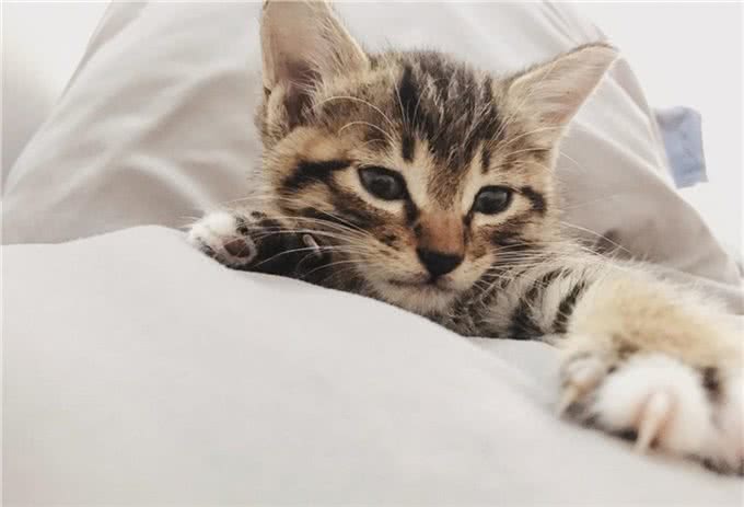 中国狸花猫要怎么喂养?作为中国土猫很好养哦