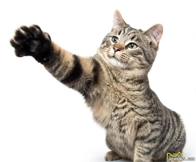中国狸花猫要怎么喂养?作为中国土猫很好养哦