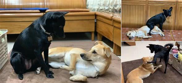 狗狗以坐哥哥身上为乐,主人制止后,它竟然抬腿用踩的