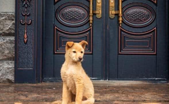 主人怎么样杀狗的过程