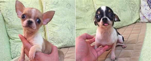 体型较小适合家养的吉娃娃狗,它就是一只大活宝!