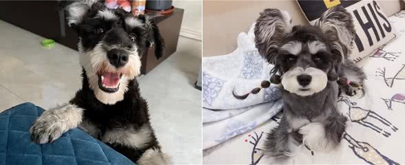 小老头雪纳瑞无人问津?铲屎官:缺点太多养不了!