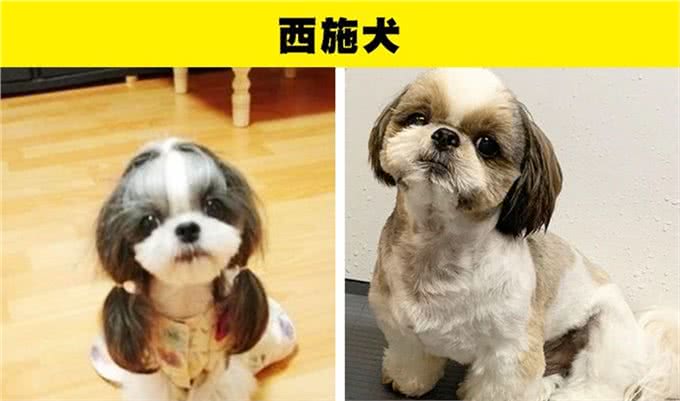 适合那些第一次养狗的人的8种犬种