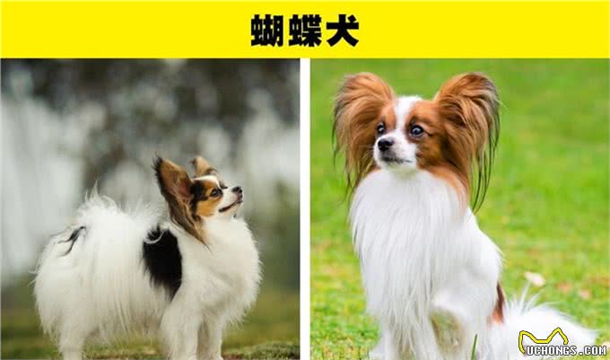 适合那些第一次养狗的人的8种犬种
