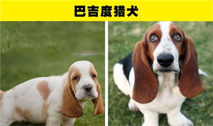 适合那些第一次养狗的人的8种犬种