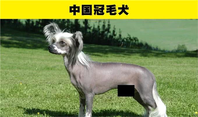 适合那些第一次养狗的人的8种犬种