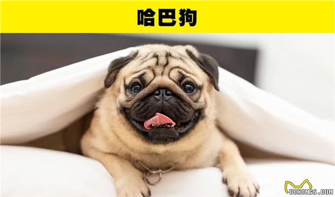 适合那些第一次养狗的人的8种犬种