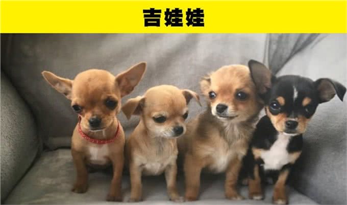 适合那些第一次养狗的人的8种犬种
