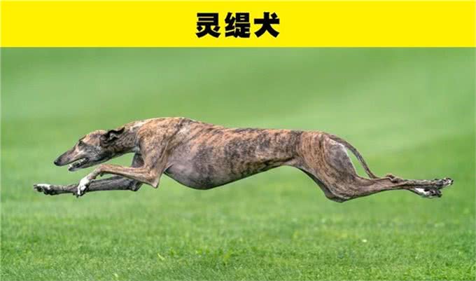 适合那些第一次养狗的人的8种犬种