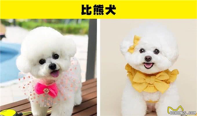 适合那些第一次养狗的人的8种犬种