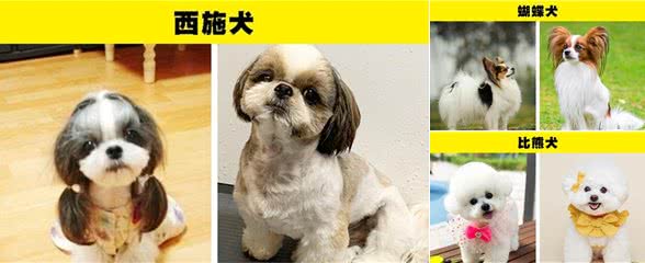 适合那些第一次养狗的人的8种犬种
