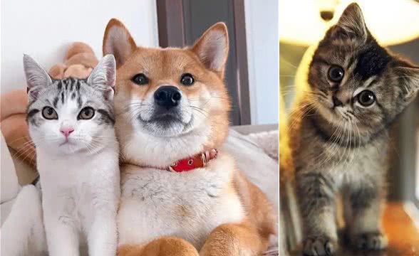 狗狗和猫猫，哪个更适合你?