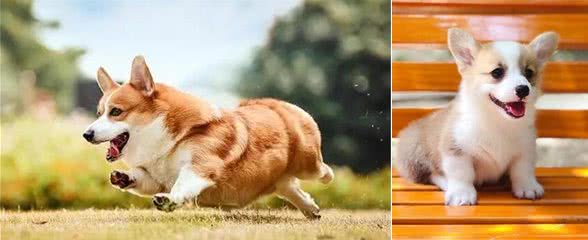 柯基短腿基因有多顽强，灵缇也拯救不了小短腿