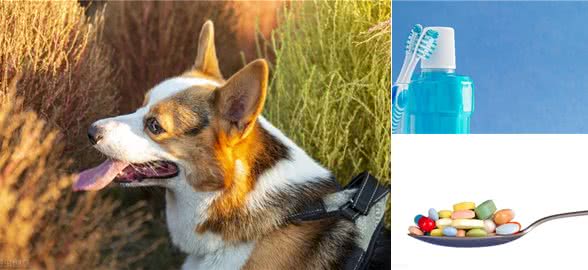 狗肠胃不好口臭，肠胃不好也会口臭吗